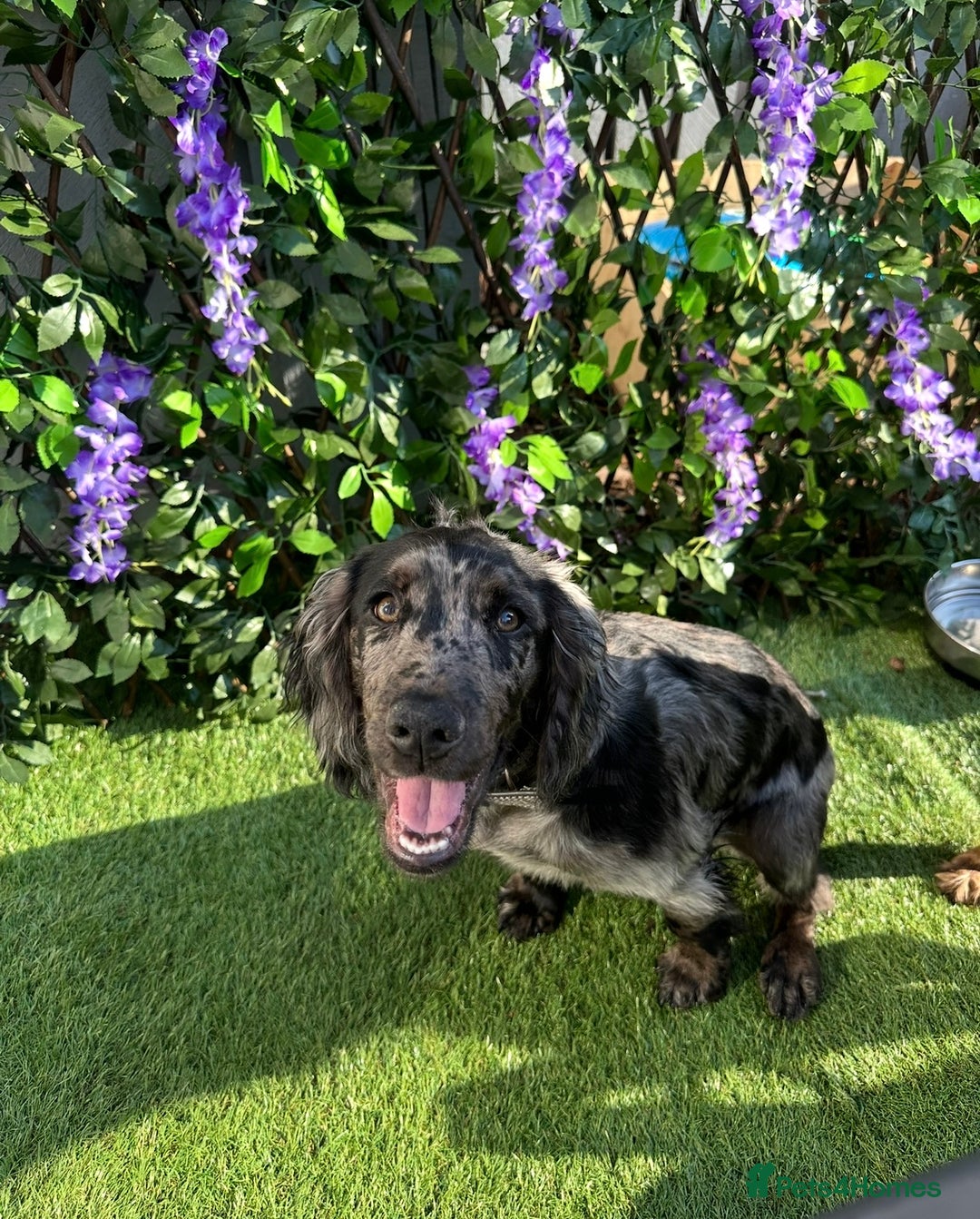 Cocker Spaniel dogs for sale: Beautiful Merle cocker spaniel - Advert 14