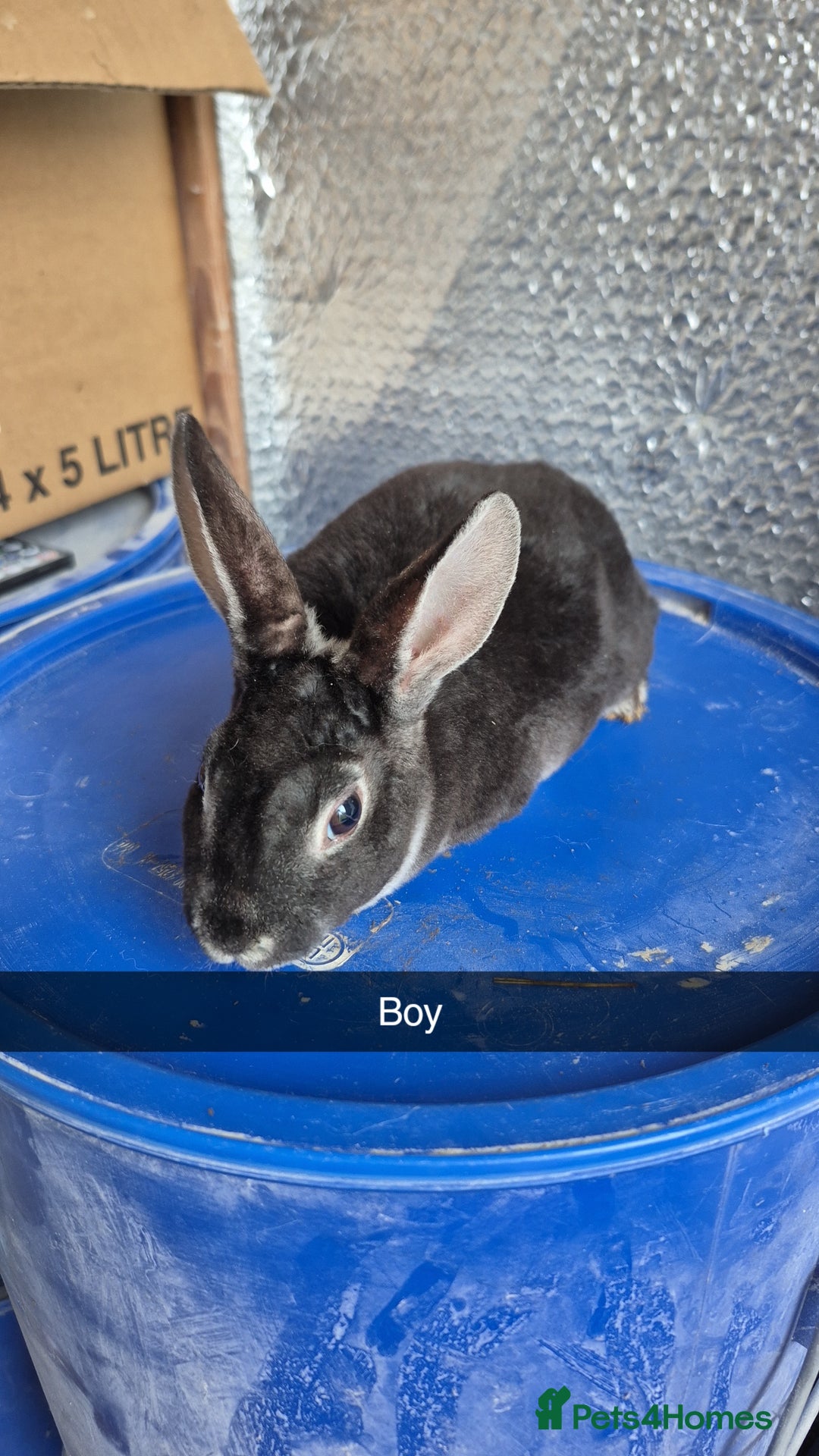 Rex rabbits for sale: Mini Rex Baby Rabbits - Advert 3