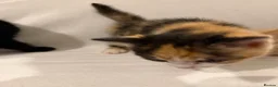 Mixed Breed cats for sale: Bengal Mix Kittens - Advert 18