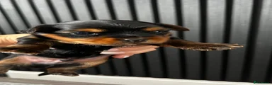Yorkshire Terrier 1