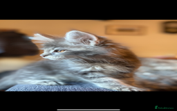 Maine Coon cats for sale: Xl Stunning Maine coon kittens  - Image 20
