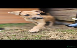 Lurcher dogs for sale: Deerhound Greyhound x deerhound Greyhound f1 - Image 18