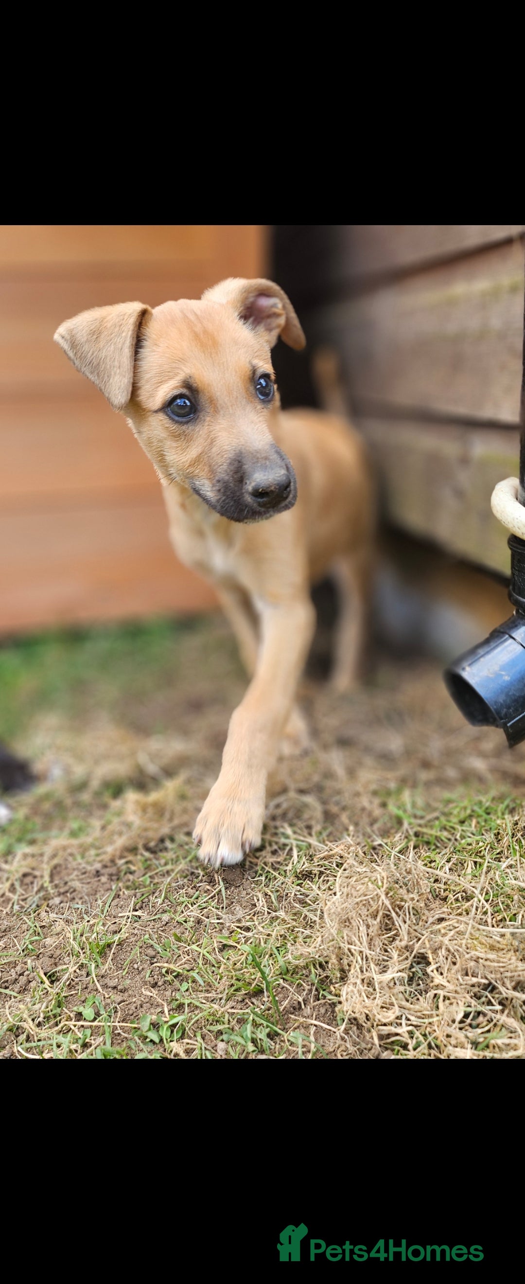 Lurcher dogs for sale: Deerhound Greyhound x deerhound Greyhound f1 - Image 18