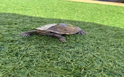 Turtle reptiles for sale: Turtles  - Image 3