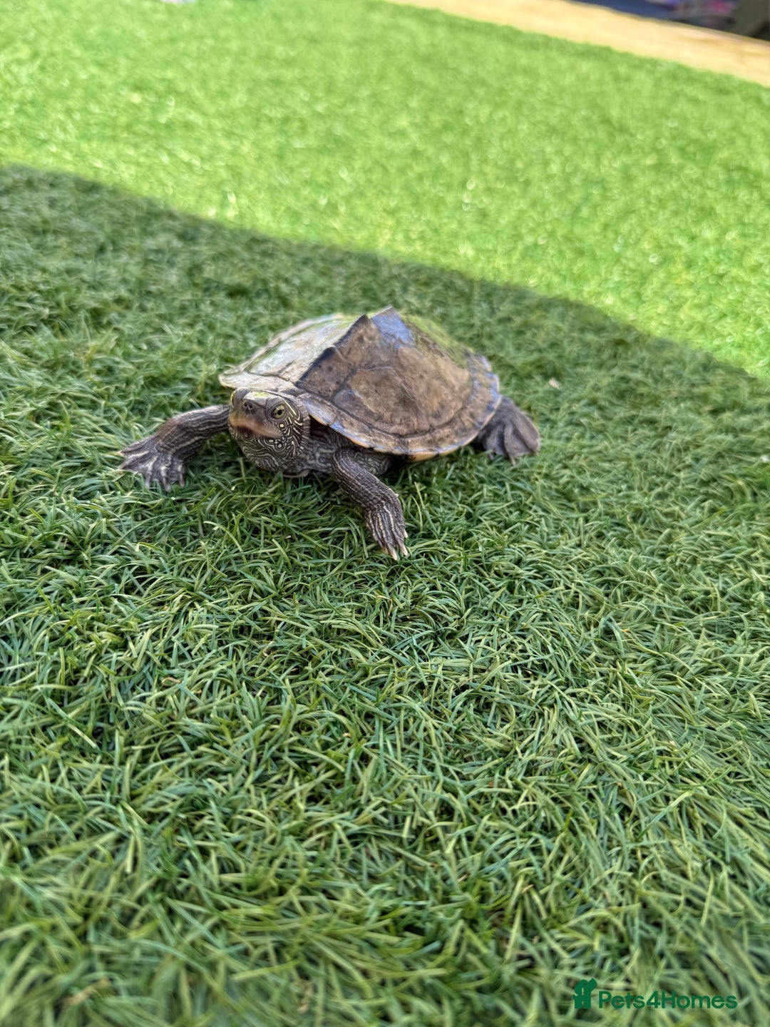 Turtle reptiles for sale: Turtles  - Image 3