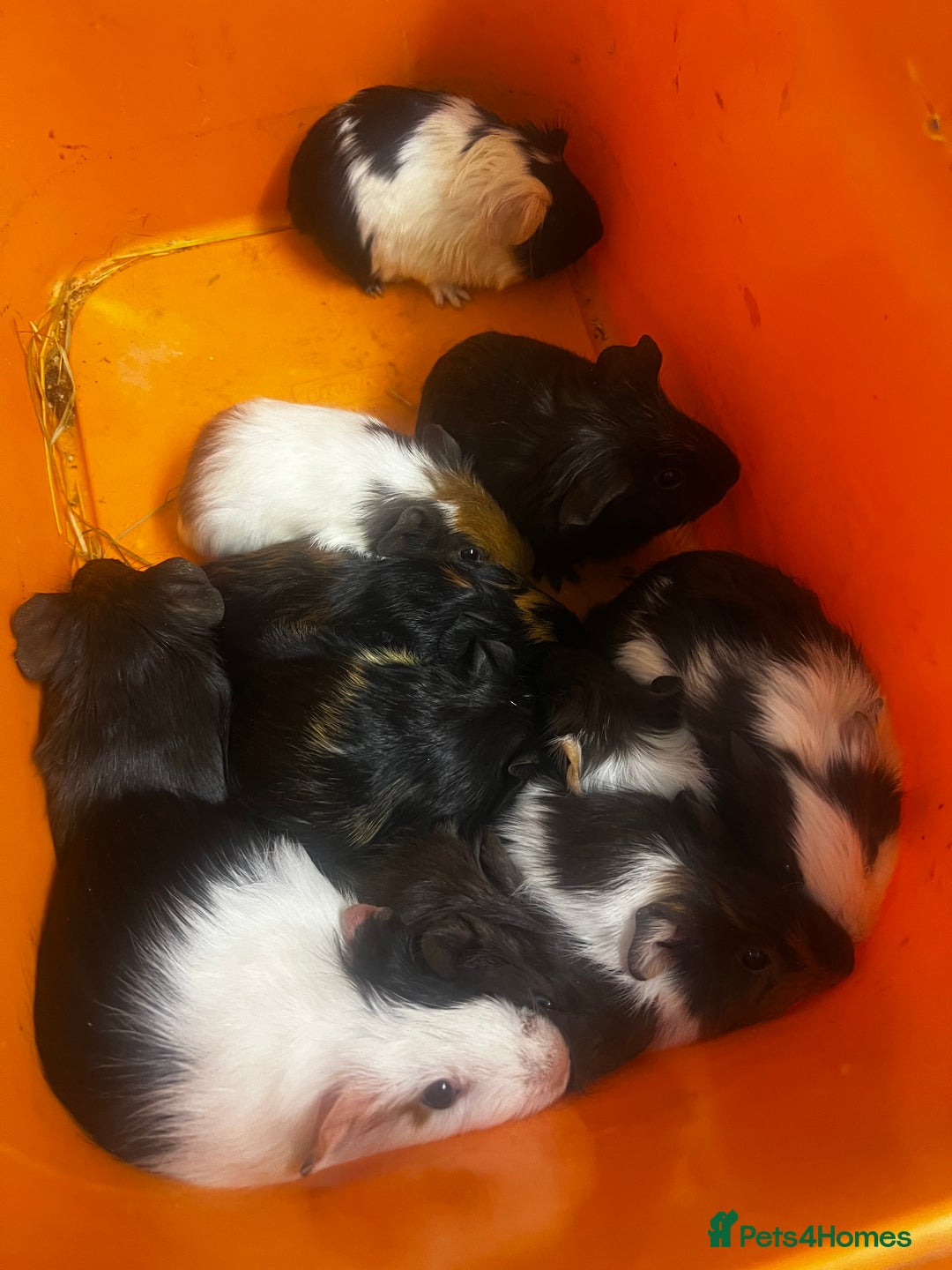 Guinea Pig rodents for sale: Beautiful male baby  guinea pigs - Image 7