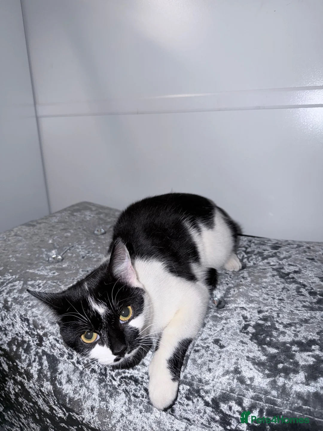 American Shorthair cats for sale: 3 beautiful baby’s need a home asap !  in London - Advert 9