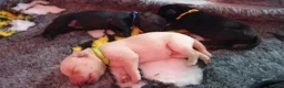 Labrador Retriever dogs for sale: Ready to leave 1 Male Yellow Labrador Retreiver in Swadlincote - Advert 6