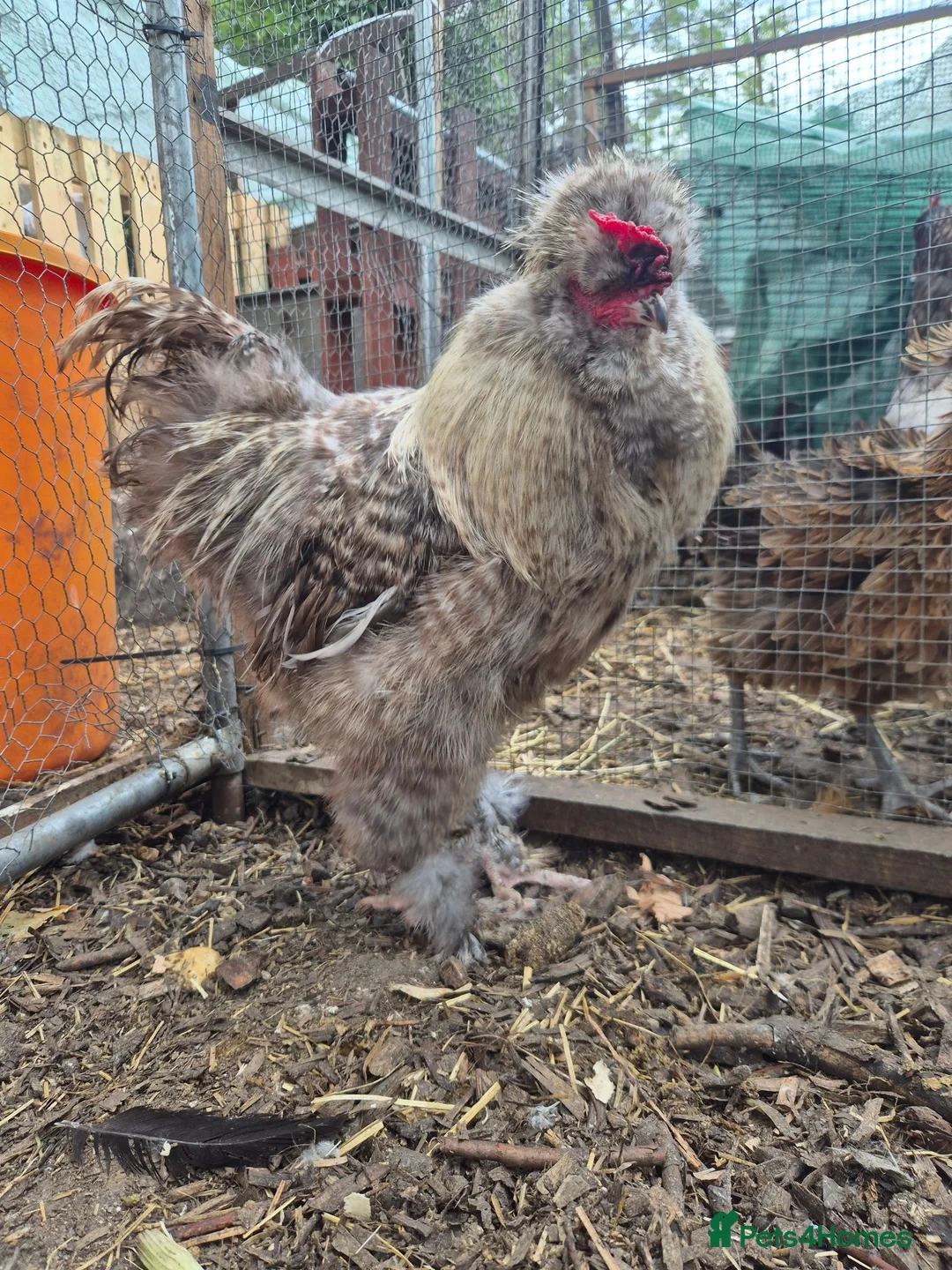 Chickens poultry for sale: Silkie Cockere - Advert 2