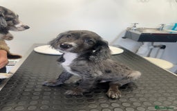 Cocker Spaniel dogs for sale: FINAL REDUCTION working cocker span in Gravesend - Image 11