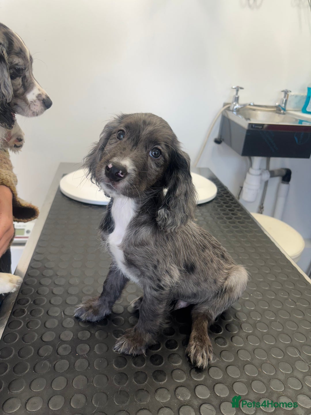 Cocker Spaniel dogs for sale: FINAL REDUCTION working cocker span in Gravesend - Image 11