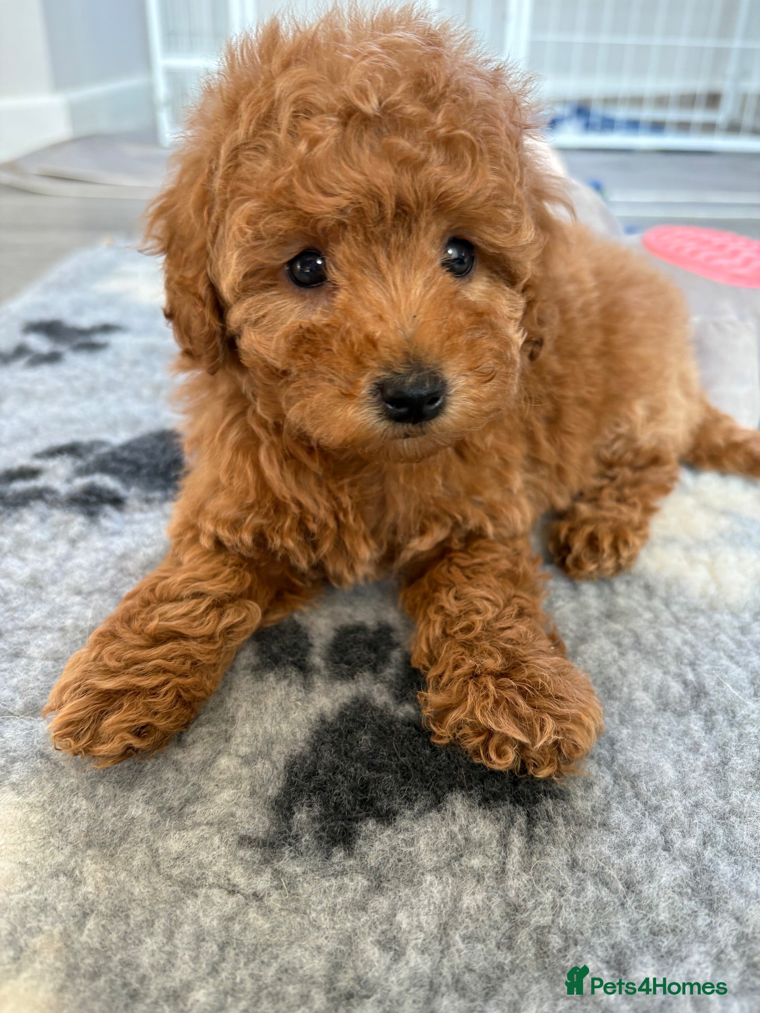 Cavapoo dogs Exceptional health tested Cavapoo puppies - Advert 1