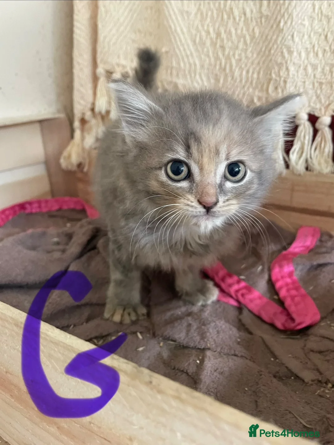 Mixed Breed cats for sale: Farm kittens in Launceston - Advert 1