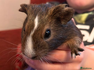 Guinea Pig rodents Two baby boars for sale - Advert 1