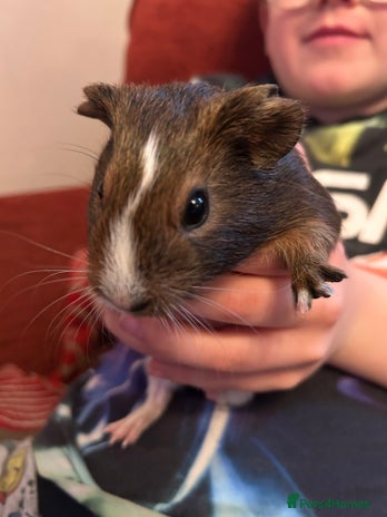 Guinea Pig rodents Two baby boars for sale - Advert 1