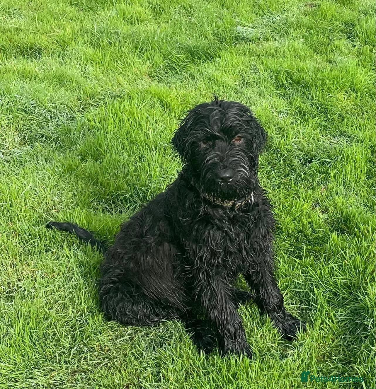 Russian Black Terrier dogs Black Russian Terrier Puppies - Advert 1