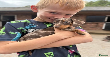 Miniature Dachshund dogs - Advert 13