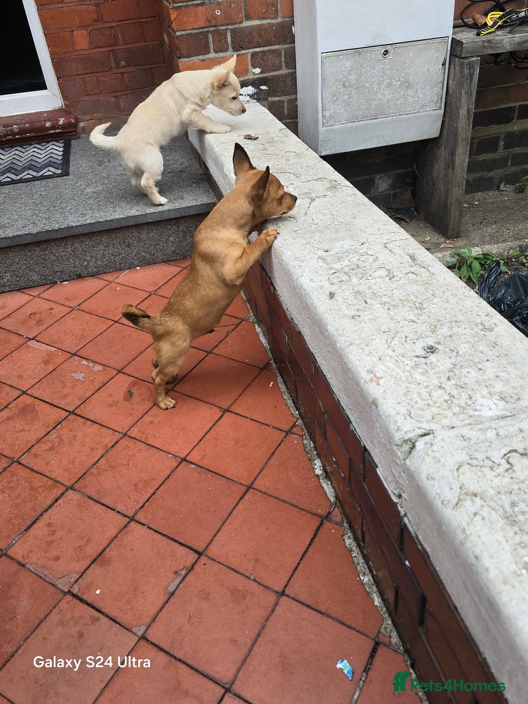 Mixed Breed dogs for sale: Puppy  - Advert 10