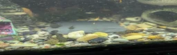 Plecos fish for sale: Pleco babies  in Shotts - Advert 4