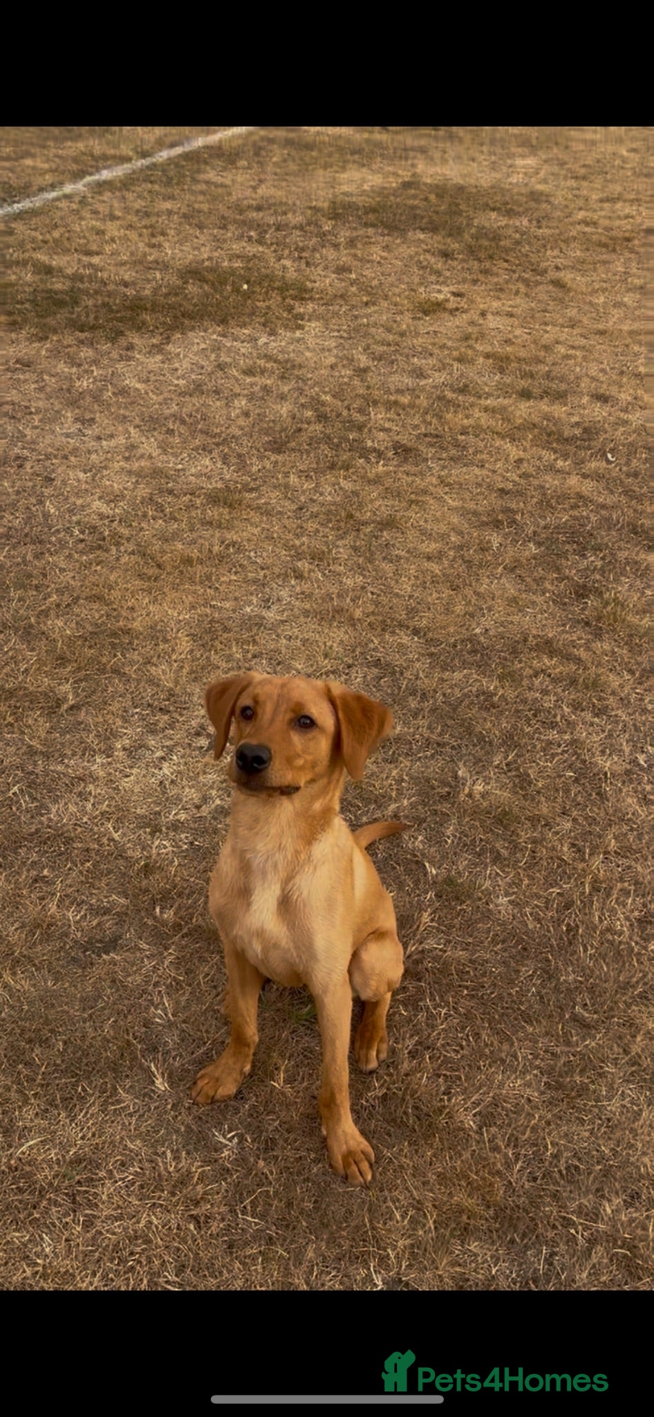 Labrador Retriever dogs 6 month old Red lab puppy - Advert 1