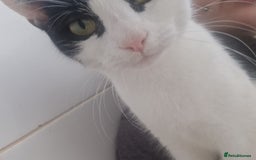 British Longhair cats for sale: Two gorgeous bonded Cats - Image 3