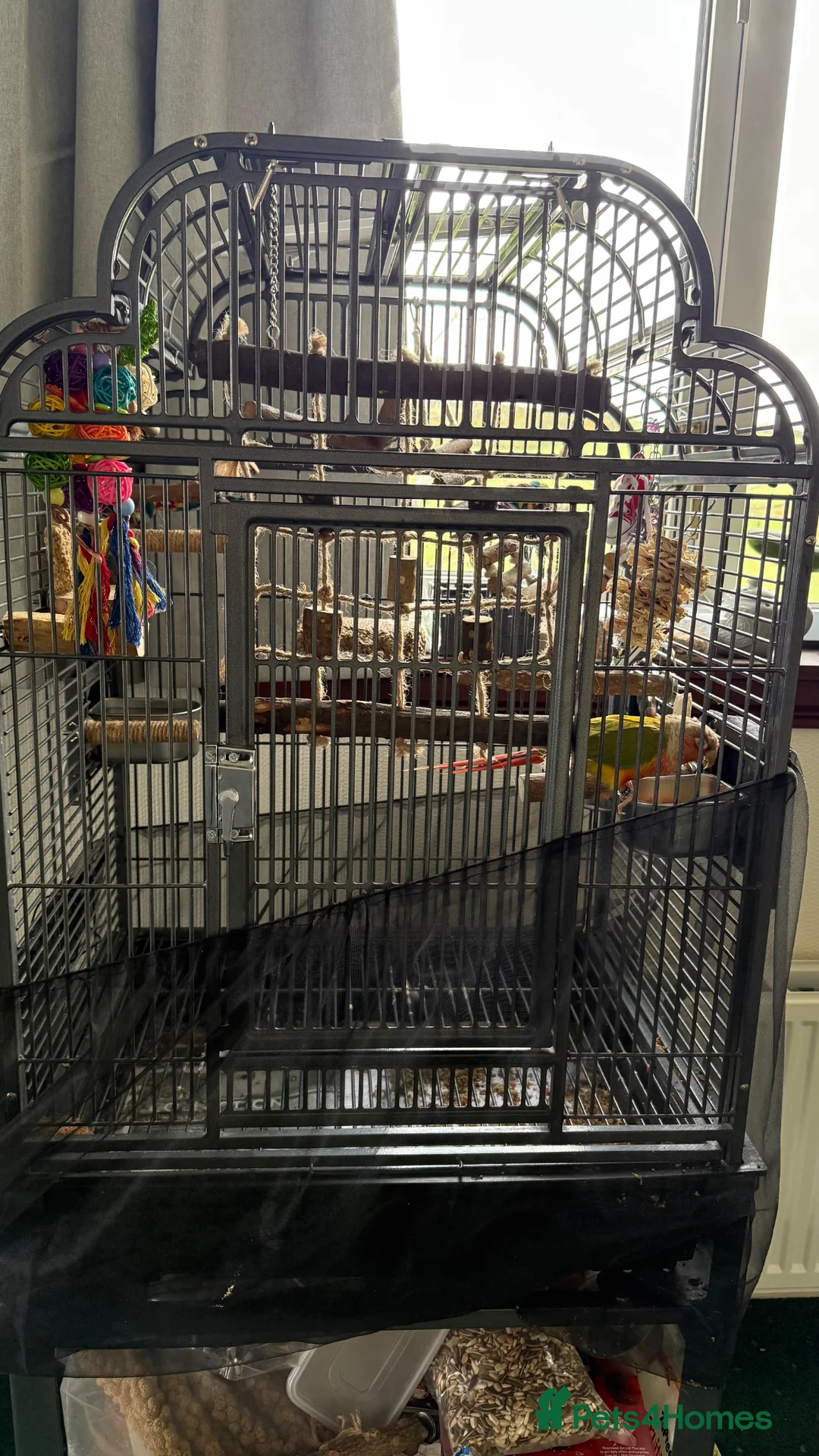 Conures birds for sale: 10 months olo pineapple conure in Kirkcaldy - Advert 4