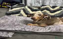 Miniature Dachshund dogs for sale: Miniature dachshund  - Advert 4