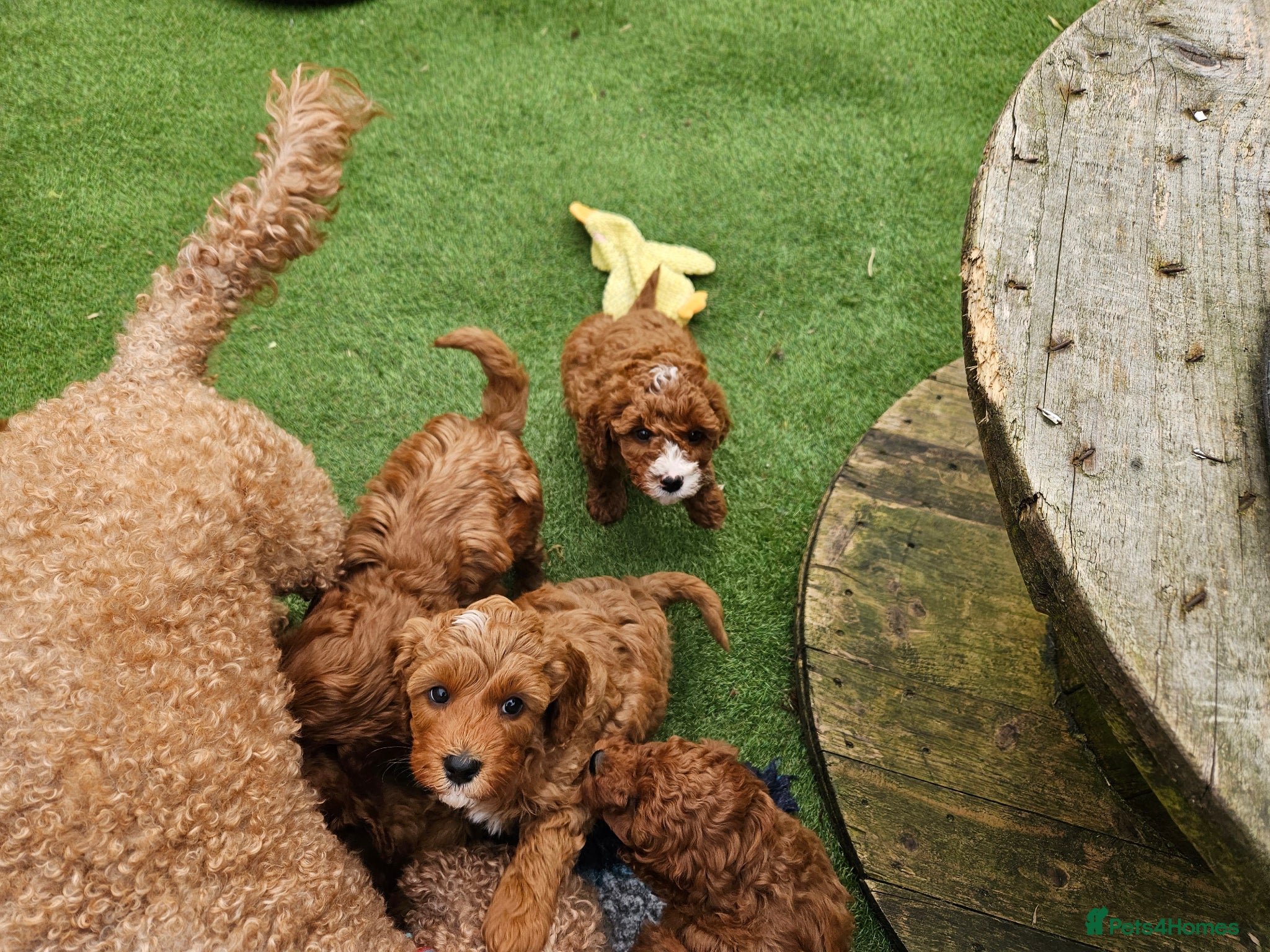 Cavapoo dogs Deep red Cavapoos - Advert 2