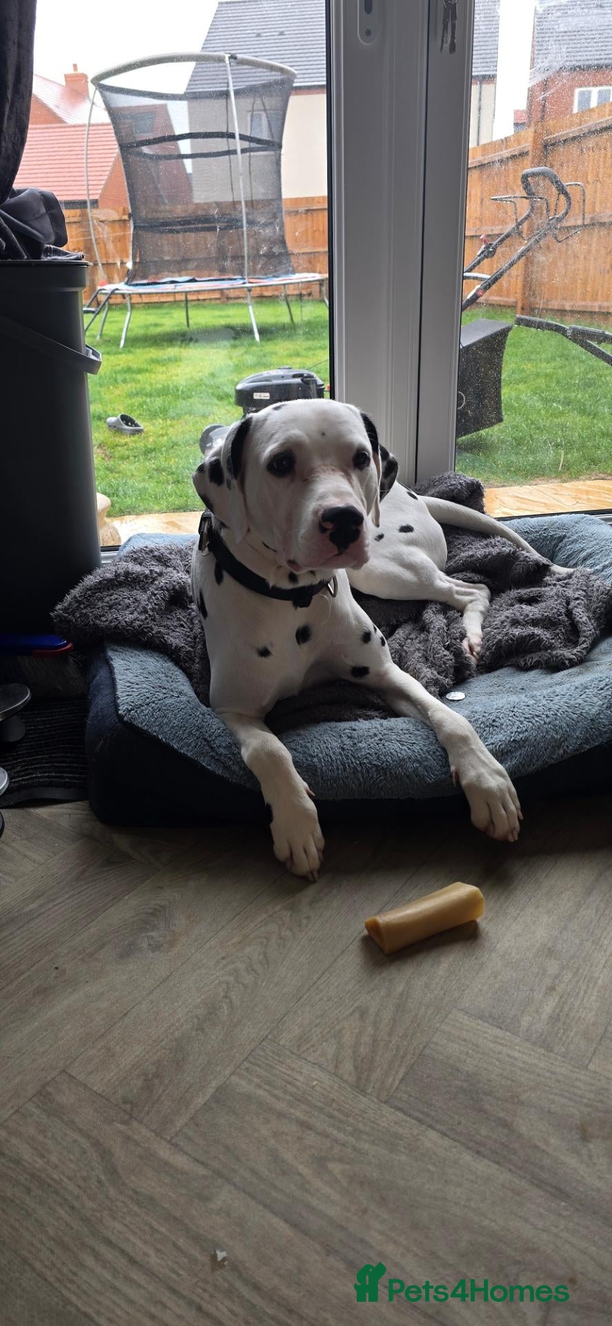 Dalmatian dogs for sale: Dalmatian boy  - Advert 13