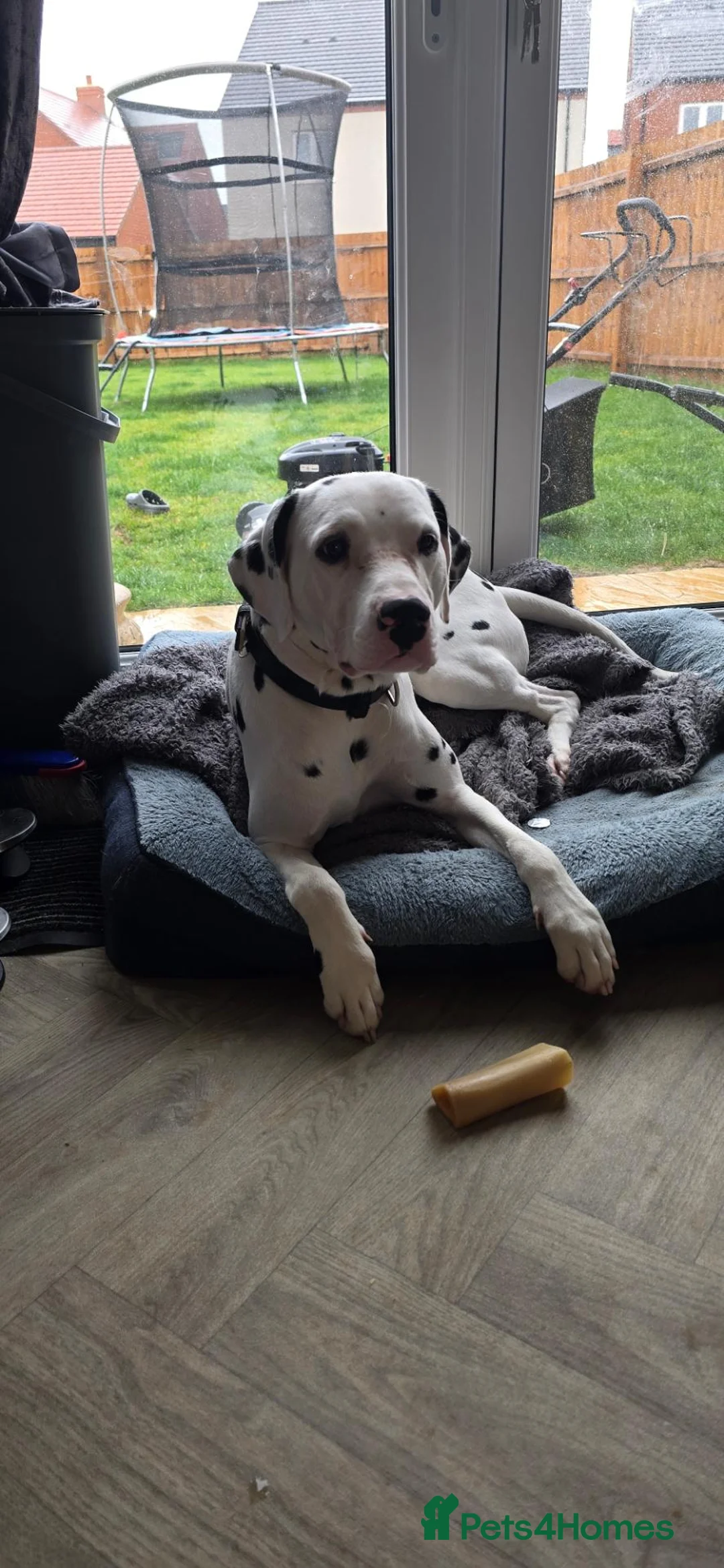 Dalmatian dogs for sale: Dalmatian boy  - Advert 1