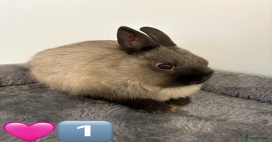 Netherland Dwarf rabbits - Advert 3