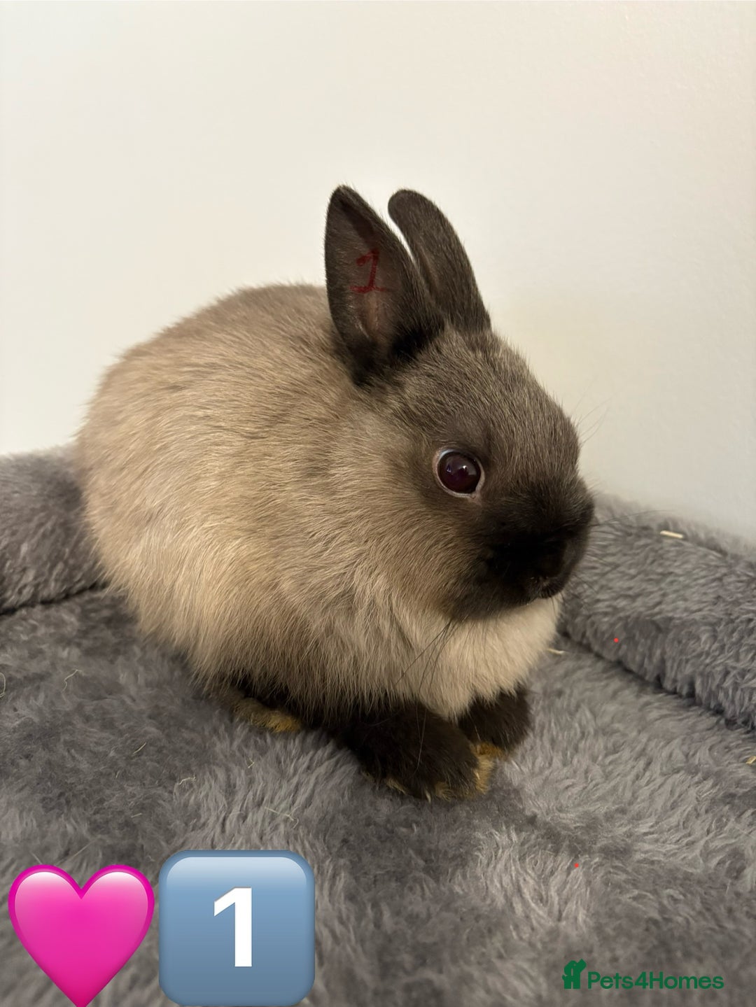 Netherland Dwarf rabbits for sale: * READY NOW x 3 x NETHERLAND DWARF BUNNIES 🐰 🏡 * - Image 3