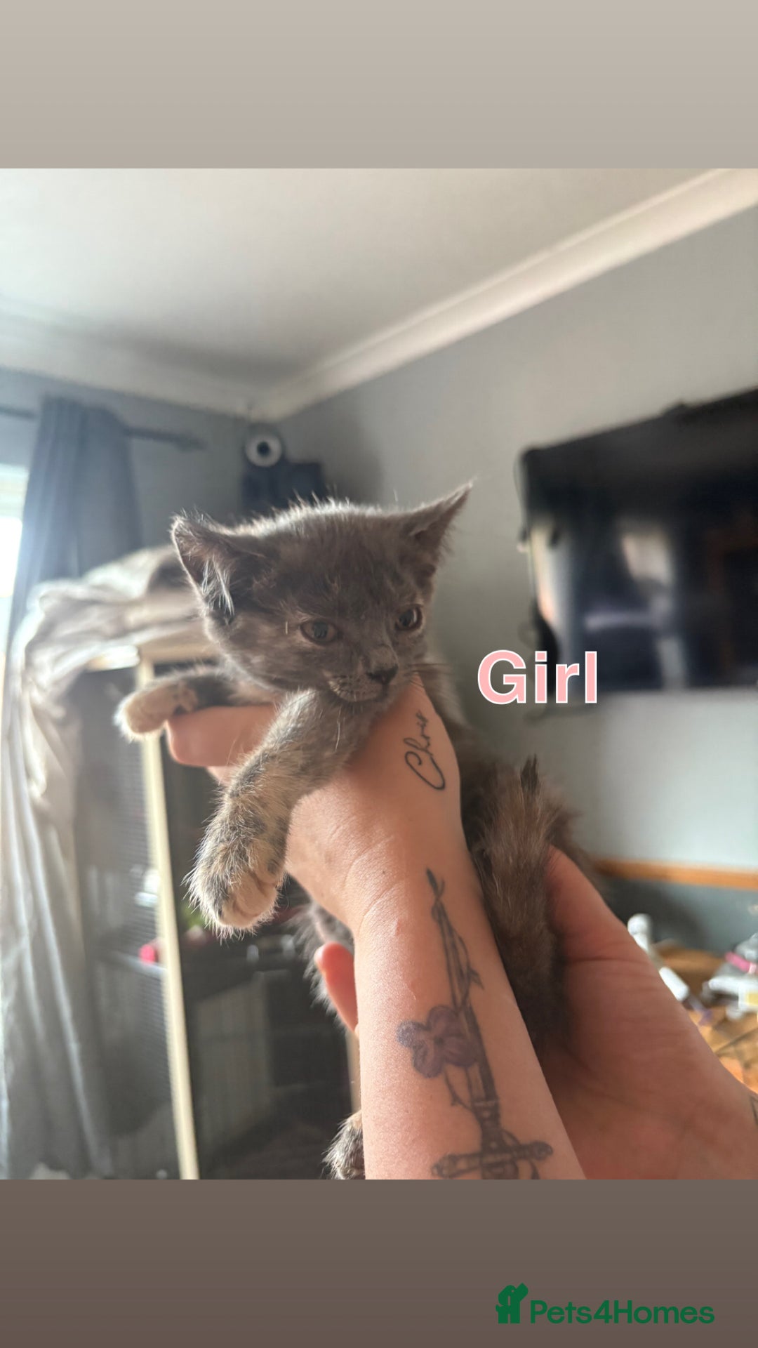 Mixed Breed cats for sale: 6 beautiful kittens ready for a forever home  - Image 3