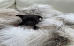 Mixed Breed dogs for sale: 🐾 Beautiful Whippet x Collie Puppies! 🐾 - Image 16