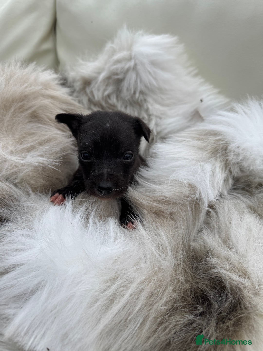 Mixed Breed dogs for sale: 🐾 Beautiful Whippet x Collie Puppies! 🐾 - Image 16