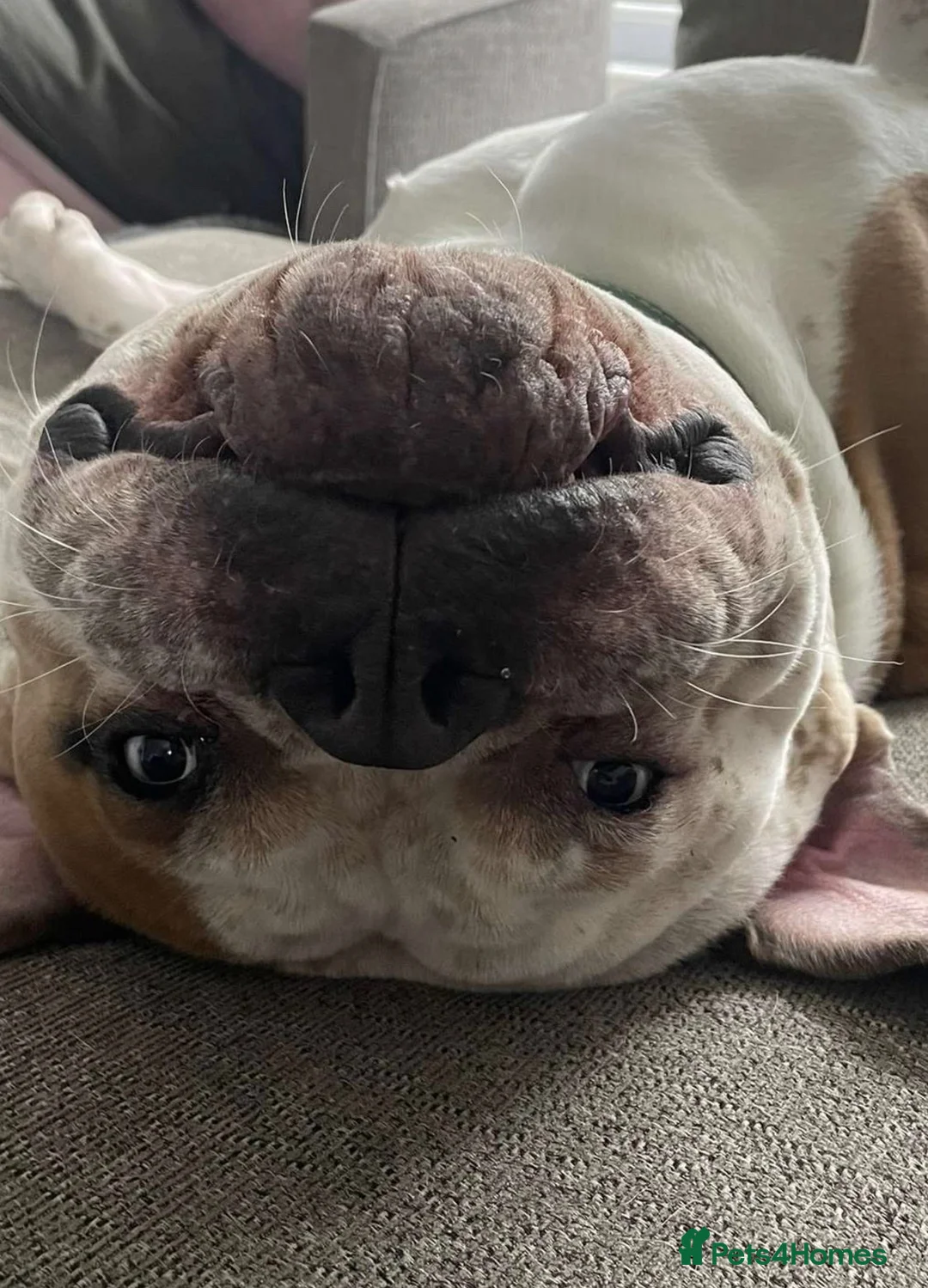 Mixed Breed dogs for sale: Pablo the American bulldog x pocket bully  - Advert 10
