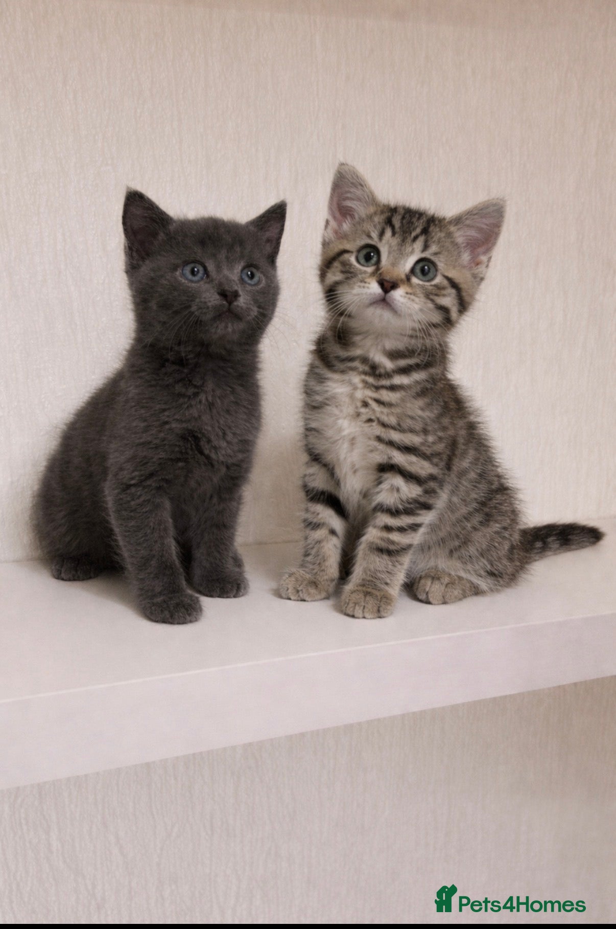 Mixed Breed cats British shorthair x ragdoll  - Advert 5