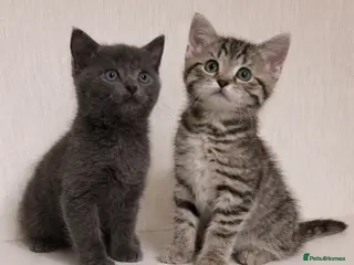 Mixed Breed cats British shorthair x ragdoll - Advert 5