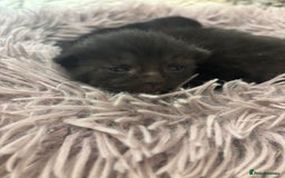 British Shorthair cats for sale: 2 female black tabby kittens  - Image 6