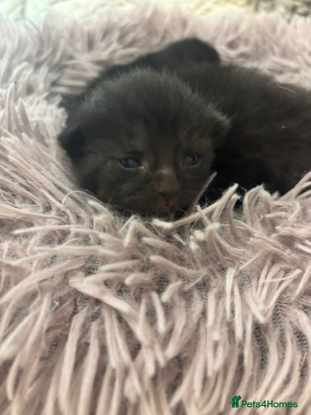 British Shorthair cats for sale: 2 female black tabby kittens  - Image 6