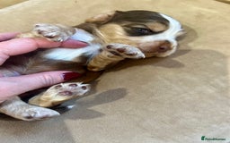 Cocker Spaniel dogs for sale: 4⭐️Licensed KC Reg English Show Cocker Spaniel - Image 8
