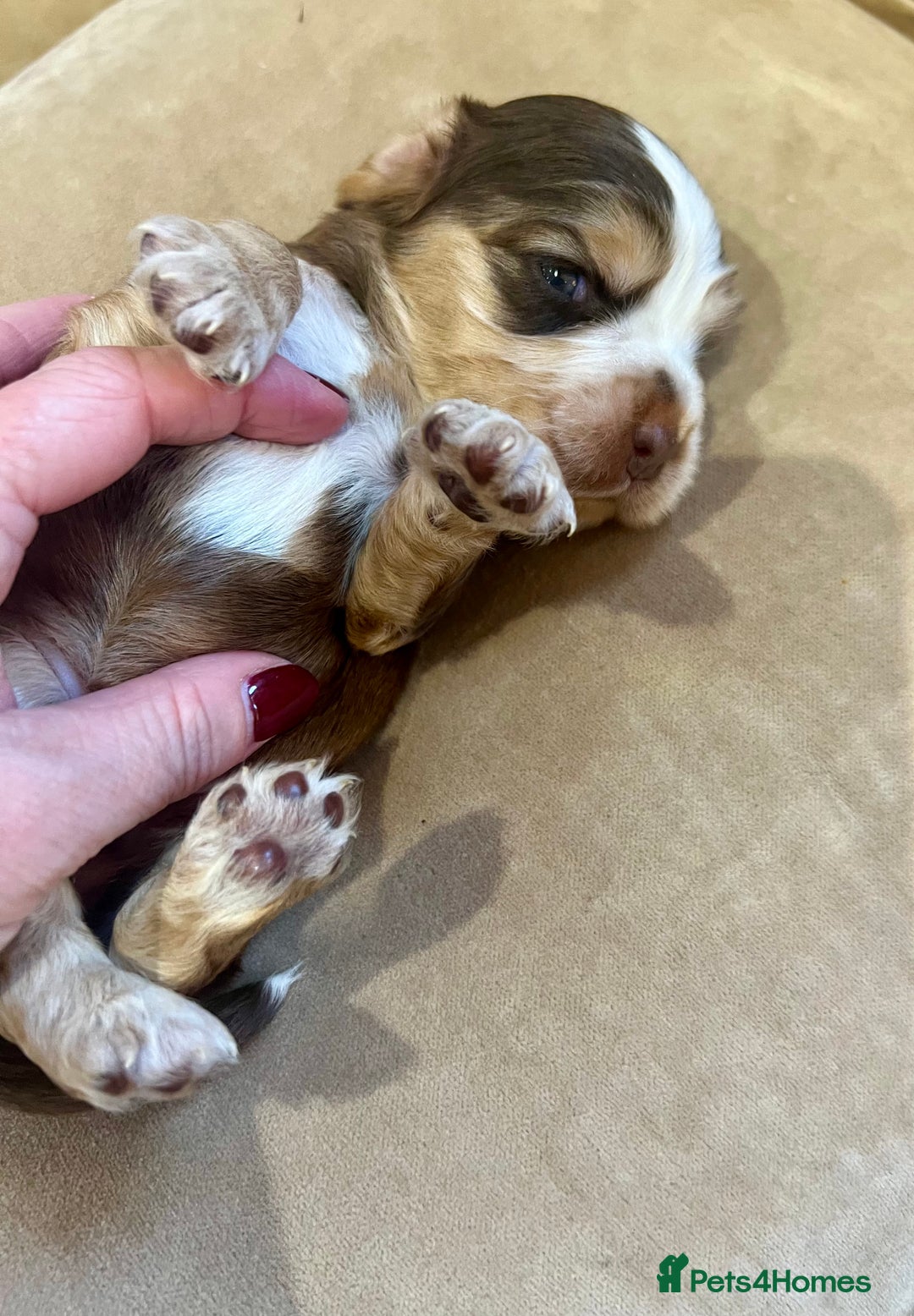 Cocker Spaniel dogs for sale: 4⭐️Licensed KC Reg English Show Cocker Spaniel - Image 8