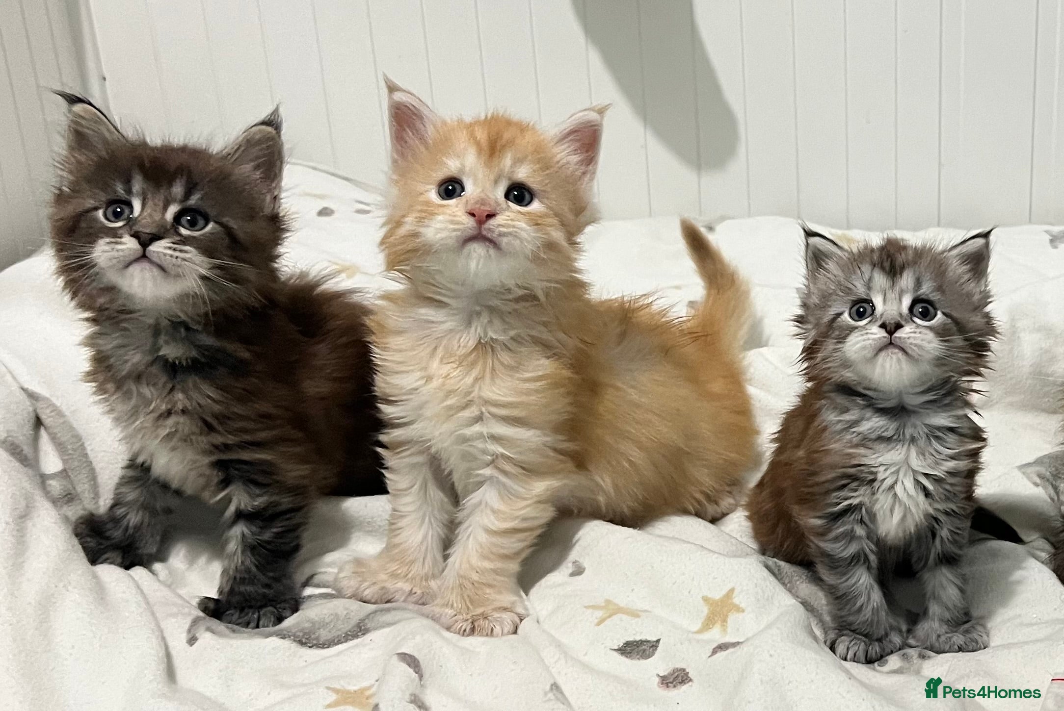 Maine Coon cats Polydactyl Maine Coon Kittens! - Advert 3