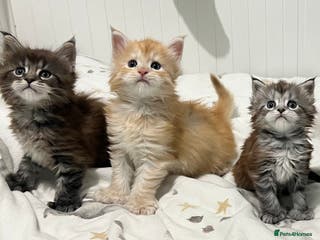 Maine Coon cats Polydactyl Maine Coon Kittens! - Advert 2
