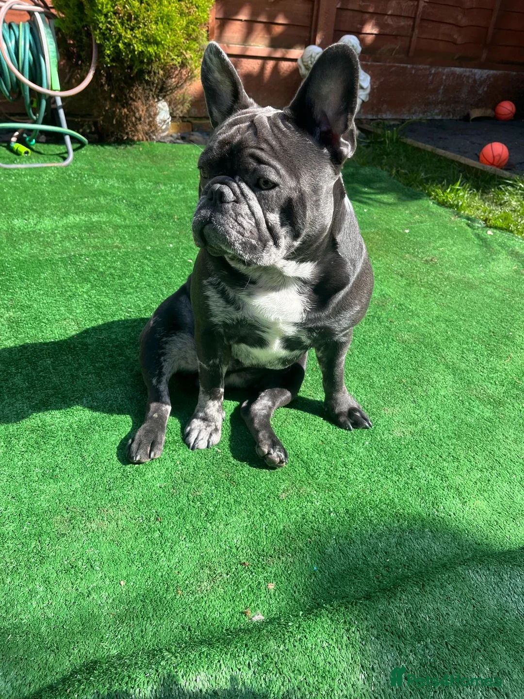 French Bulldog dogs for stud: Zeus For Stud💙 - Advert 2