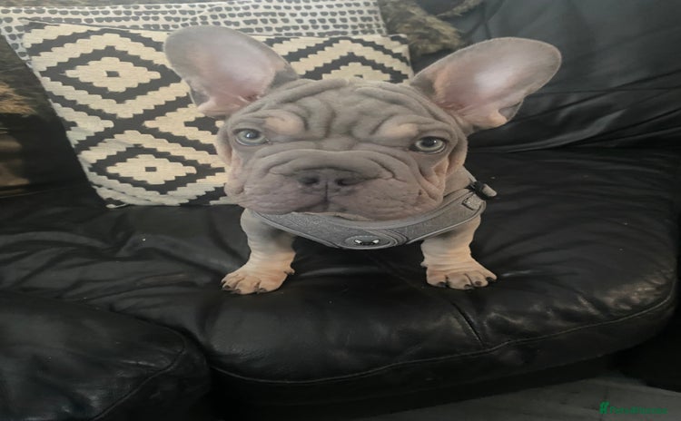 French Bulldog dogs in London - Advert 16