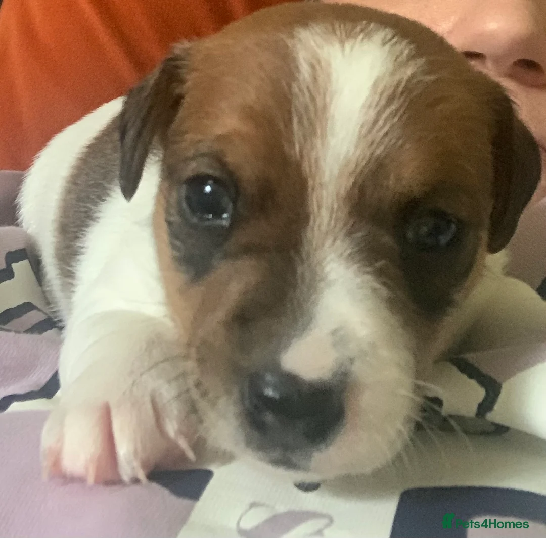 Jack Russell dogs for sale: Beautiful puppies - Advert 3