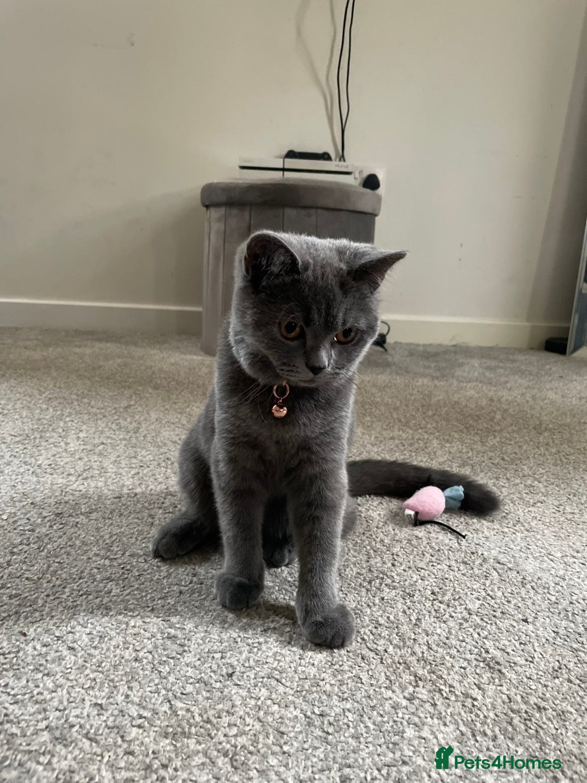 British Shorthair cats for sale: Half British Shorthaired Boy - Advert 2
