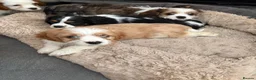 Cavalier King Charles Spaniel dogs for sale: Beautiful Cavalier King Charles Puppies for Sale - Advert 19