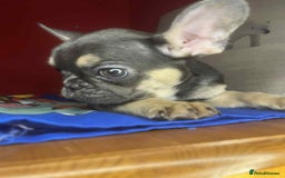 French Bulldog dogs for sale: 🐾 French Bulldog Puppies for Sale - Image 8